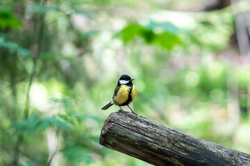bird on a branch