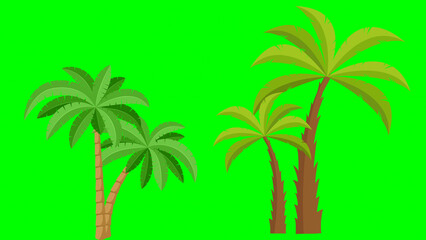 Coconut palm tree isolated on a green background.
