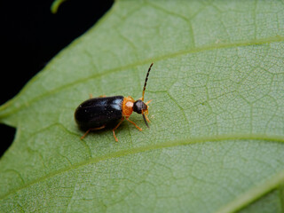 Hypebaeus flavicollis