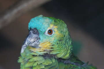 Blue fronted amazon