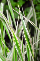 grass Miscanthus Sinensis with a soft focus, highlighting its elegant green and white striped blades