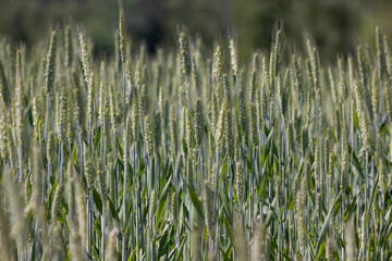 agriculture in the summer with a lot of green cereals