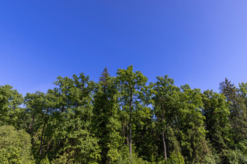 trees in sunny weather against a blue sky background