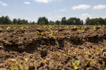 corn sprouts in sunny spring weather