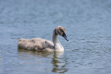 young swans in gray down swim on the lake