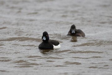 Pair of Tufted Ducks swimming on a lake, County Durham, England, UK.