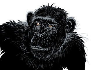 Chimpanzee portrait