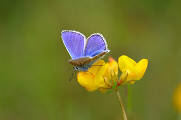Close up image of a Common Blue butterfly sat on a Birds foot trefoil flower. County Durham, England, UK.