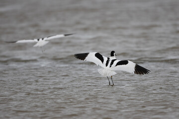 Pied Avocets landing on a lake, County Durham, England, UK.