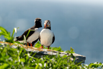 
Selective focus view of Atlantic puffin standing on cliff ledge with back view of its partner at the &Icirc;le aux Perroquets (Parrots Island) in the Mingan Archipelago National Park Reserve, Quebec