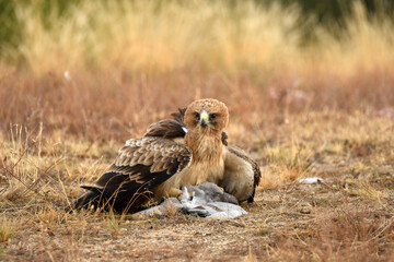 Rapaces con presas en la sierra abulense