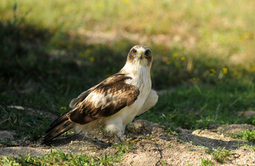 Rapaces con presas en la sierra abulense