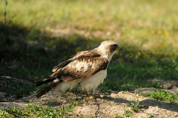 Rapaces con presas en la sierra abulense