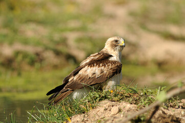 aguila calzada con presa en primavera en el bosque