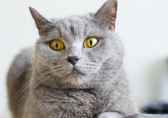 A grey cat with yellow eyes is laying on a black surface. The cat's eyes are wide open, and it is looking at the camera.