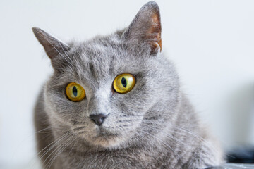 A grey cat with yellow eyes is laying on a black surface. The cat's eyes are wide open, and it is looking at the camera.