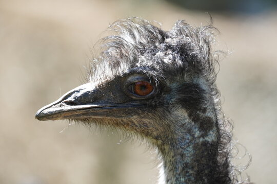 Emu