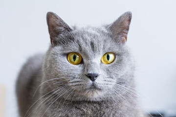 A grey cat with yellow eyes is laying on a black surface. The cat's eyes are wide open, and it is looking at the camera.