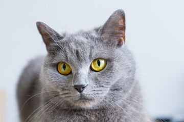 A grey cat with yellow eyes is laying on a black surface. The cat's eyes are wide open, and it is looking at the camera.