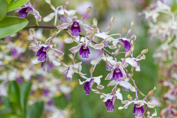 A large pastel antelope Dendrobium orchid in full bloom, set against a natural background with a bokeh effect.