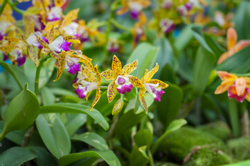 Close-up of vibrant Cattleya orchids in full bloom, showcasing intricate patterns and vibrant colors. Perfect for botanical prints, gardening blogs, and floral design inspiration.