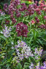 Cymbidium orchid flower featuring deep burgundy inflorescent surrounded by lush green leaves and tropical flowers. The vibrant colors and delicate petals highlight the exotic beauty of this orchid.