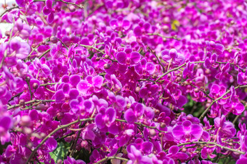 Phalaenopsis orchids in vibrant pink, with delicate petals and water droplets, captured in daylight. The blurred bokeh background enhances the beauty of the cascading blooms.
