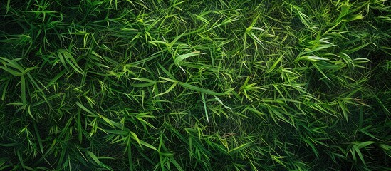 Texture of verdant grass