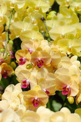 Phalaenopsis orchid inflorescence with bright yellow flowers and pink centers, captured in daylight. Ideal for botanical studies, floriculture displays, and horticultural practices.