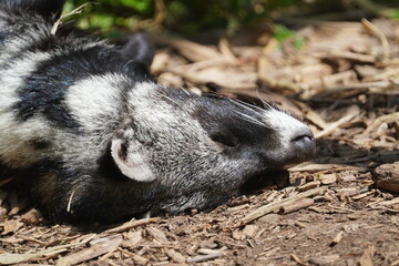 African civet