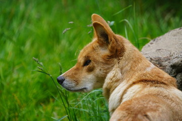 Dingo