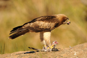 aguila calzada con presa en primavera en el bosque