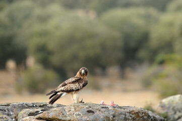 aguila calzada con presa en primavera en el bosque