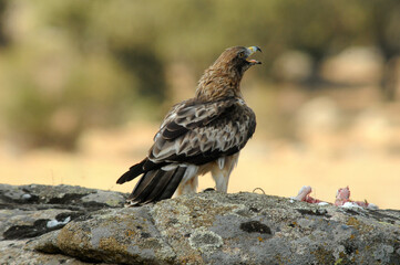 aguila calzada con presa en primavera en el bosque