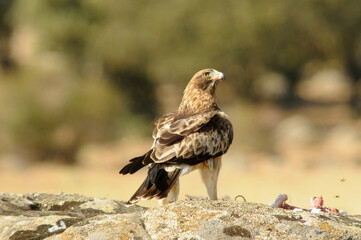 aguila calzada con presa en primavera en el bosque