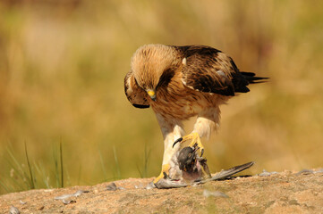aguila calzada con presa en primavera en el bosque