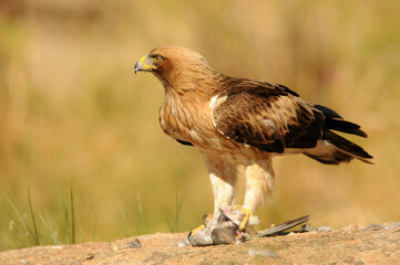 aguila calzada con presa en primavera en el bosque