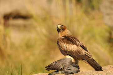 aguila calzada con presa en primavera en el bosque