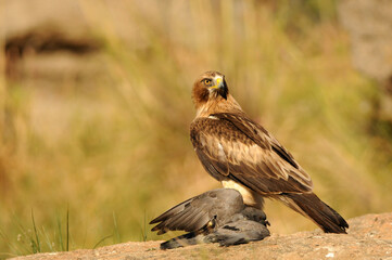 aguila calzada con presa en primavera en el bosque