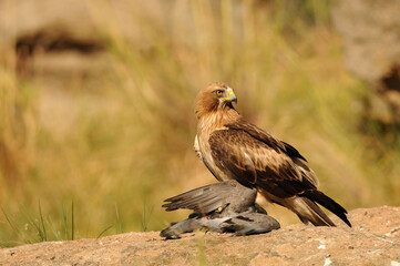 aguila calzada con presa en primavera en el bosque