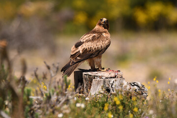 aguila calzada con presa en primavera en el bosque