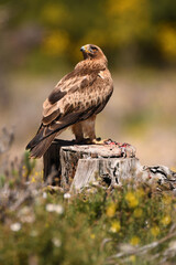 aguila calzada con presa en primavera en el bosque