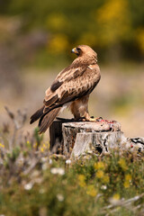 aguila calzada con presa en primavera en el bosque