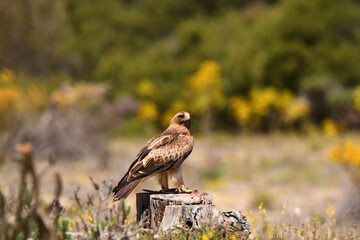 aguila calzada con presa en primavera en el bosque