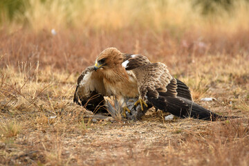 Rapaces con presas en la sierra abulense