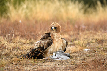 aguila calzada con presa en primavera en el bosque