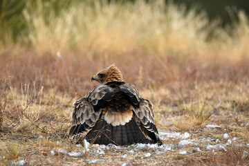 aguila calzada con presa en primavera en el bosque