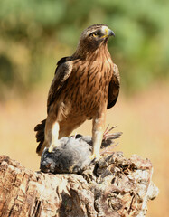 Rapaces con presas en la sierra abulense