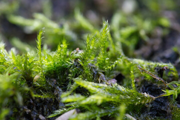 green moss on the ground, moss on the moss, Bryophyta, rain drops, water droplets on moss, water drops on mossy