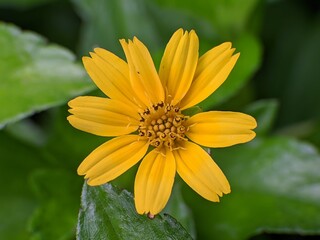 close-up photo of wedelia flowers